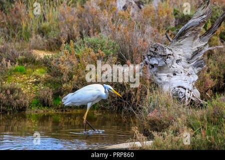 Silberreiher' Ardea alba" im Naturschutzgebiet namens 'Marismas del Odiel" in Huelva, Andalusien, Spanien Stockfoto