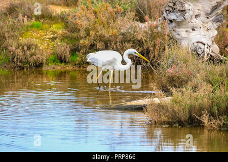 Silberreiher' Ardea alba" im Naturschutzgebiet namens 'Marismas del Odiel" in Huelva, Andalusien, Spanien Stockfoto