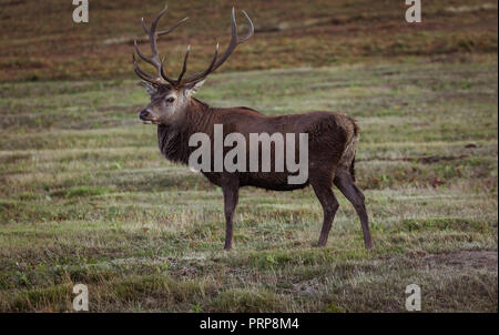 Red Deer Hirsch (Cervus Elaphus) in Leicestershire, Großbritannien. Stockfoto