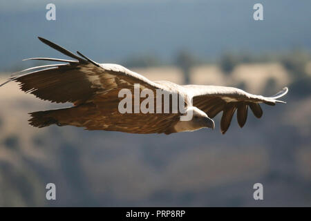 Gänsegeier, Tylose in fulvus, Hoces del Río Duratón Naturpark, Segovia Provinz Kastilien-León, Spanien Stockfoto