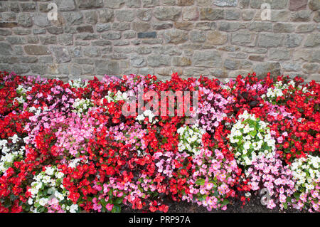Gemischte Farben von Begonia semperflorens in Blume Grenze. Rot, Rosa und Weiß. Stockfoto