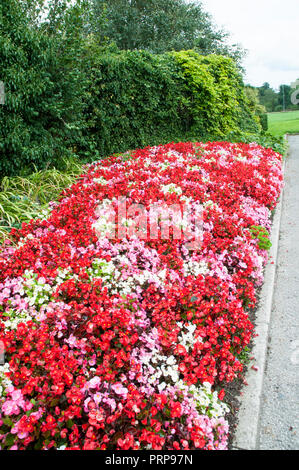 Gemischte Farben von Begonia semperflorens in Blume Grenze. Rot, Rosa und Weiß. Stockfoto