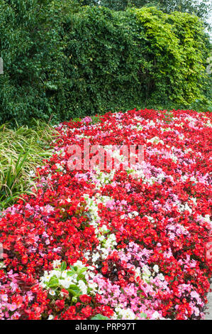 Gemischte Farben von Begonia semperflorens in Blume Grenze. Rot, Rosa und Weiß. Stockfoto