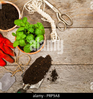 Frühling Gartenarbeit Hintergrund mit wachsenden grünen Basilikum Kräuter Pflanzen im Topf Stockfoto