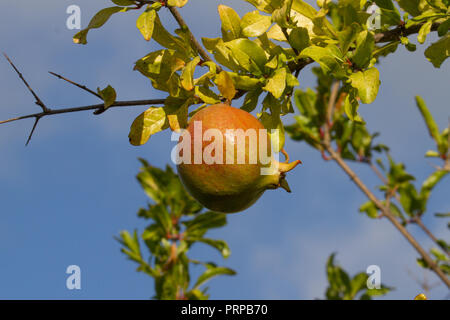 Granatapfel wächst am Baum. Sardinien. Italien Stockfoto