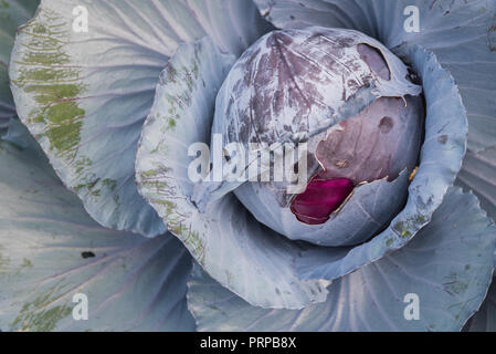 In der Nähe der Leiter der Rotkohl im Gemüsegarten wächst im Spätsommer Stockfoto