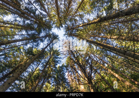Kiefern und Koniferen Wald von den Französischen Alpen Stockfoto