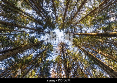 Kiefern und Koniferen Wald von den Französischen Alpen Stockfoto