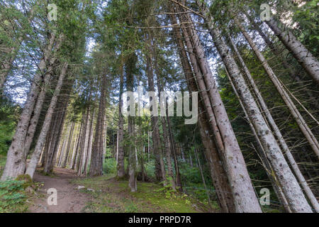 Kiefern und Koniferen Wald von den Französischen Alpen Stockfoto