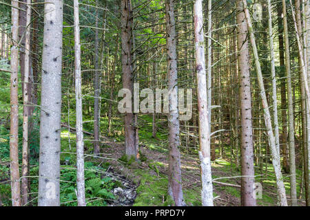 Kiefern und Koniferen Wald von den Französischen Alpen Stockfoto