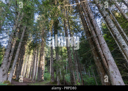 Kiefern und Koniferen Wald von den Französischen Alpen Stockfoto
