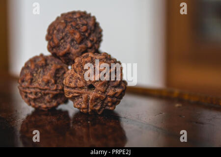 Große Fünf Gesicht mukhi Rudraksh Saatgut Makro Stockfoto