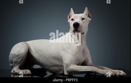 Argentin Hund liegend auf dem Studio Tabelle Stockfoto