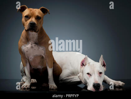 Argentin Hund und Staffordshire Terrier auf dem Boden Stockfoto