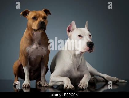 Argentin Hund und Staffordshire Terrier auf der glänzenden Boden Stockfoto