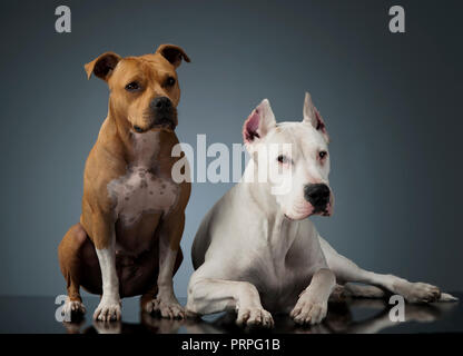 Argentin Hund und Staffordshire Terrier auf der glänzenden Boden Stockfoto