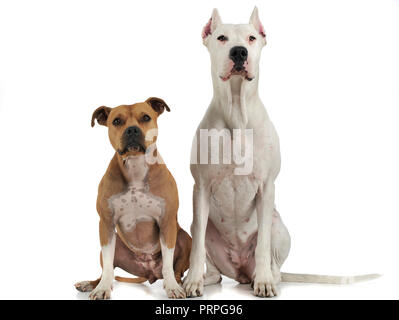 Argentin Hund und Staffordshire Terrier auf den weißen Stock Stockfoto