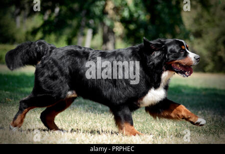 Sehr schöne Berner Sennenhund läuft auf die Natur Stockfoto