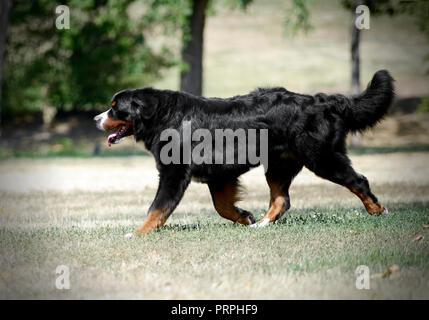 Berner Sennenhund, die auf der Natur Stockfoto