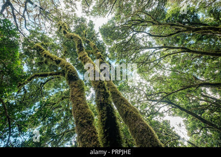 Evergreen Laurel Wald. Bäumen bedeckt mit Moos und Flechten, Anaga ländlichen Park im Nordosten von Teneriffa Kanarische Inseln Spanien Stockfoto