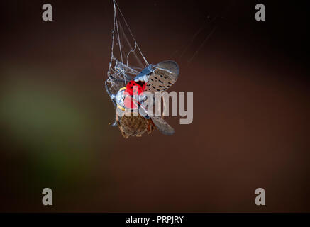 Kreuz ORBWEAVER SPINNE FANGEN EINE GEFLECKTE LANTERNFLY IM WEB. Stockfoto