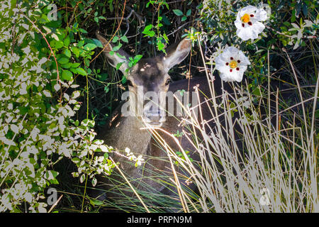 Rotwild verstecken im Busch Stockfoto