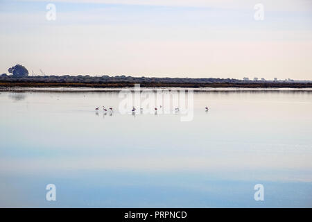 Die schöne Landschaft der Vogelwarte mit Wasser Reflexionen im Naturschutzgebiet namens 'Marismas del Odiel" in Huelva, Andalusien, Spanien. Stockfoto