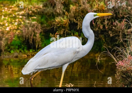 Silberreiher' Ardea alba" im Naturschutzgebiet namens 'Marismas del Odiel" in Huelva, Andalusien, Spanien Stockfoto