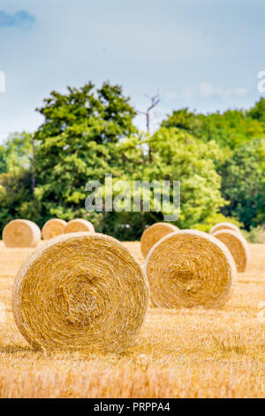 UK Erntezeit, Heuernte - frisch gepresst, die Heu-/Strohballen in Farmer's Field. Nahaufnahme von Rundballen (Ende) im Vordergrund. Stockfoto