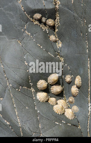 Gemeinsame Kletten (Patella Vulgata) auf Kissen Lavasteinen, llanddwyn Bay, Anglesey Stockfoto