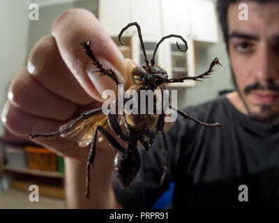 Tarantula Hawk auf der Hand, es ist eine riesige Wespen, Spinnen jagt und legen Eier, aus dem Pompilidae Familie, Foto mit dem Insekt tot aufgefunden. Stockfoto