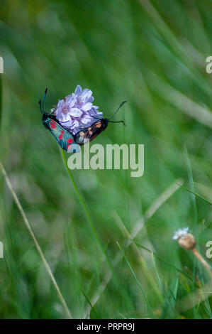 Zwei Zygaena Filipendulae six Spot burnet Motten auf Sparsamkeit Blume mit Out of Focus Green Gras Hintergrund angesiedelt. Stockfoto