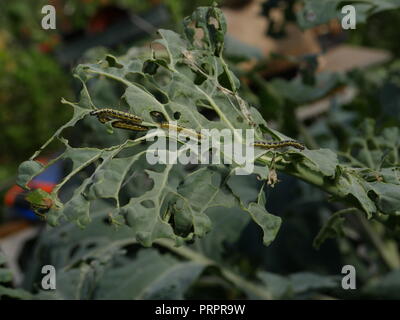 Pieris brassicae Großen Weißen Raupen auf Kohl Stockfoto