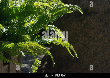 Grüne sonnenbeschienenen Farnblätter gegen den dunklen Hintergrund an einem sonnigen Nachmittag. Stockfoto