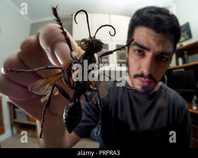 Tarantula Hawk auf der Hand, es ist eine riesige Wespen, Spinnen jagt und legen Eier, aus dem Pompilidae Familie, Foto mit dem Insekt tot aufgefunden. Stockfoto