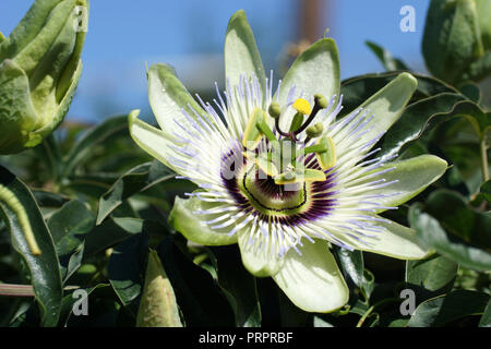 Nahaufnahme der Passionsblumen Blumen im Freien. Passiflora caerulea, die blaue Passionsblume, bluecrown Passionsblume Stockfoto