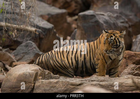 Eine Tigerin auf Bewegung für Gebiet Kennzeichnung in einem trockenen Laubwald von Ranthambore Tiger Reserve, Indien Stockfoto