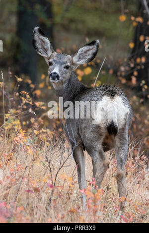 Hirsch (Odocoileus Hemionus) Fawn, Nordamerika Stockfoto