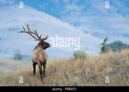 Bull Elk (Cervus canadensis nelsoni), Nordamerika Stockfoto