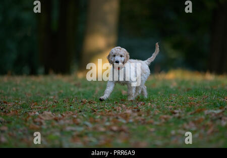 Cockapooh Welpen - Canis Lupus Familiaris. Großbritannien Stockfoto