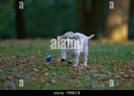 Cockapooh Welpen - Canis Lupus Familiaris. Großbritannien Stockfoto