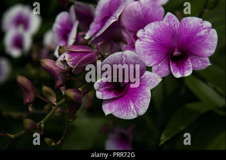 Singapur Botanischen Garten Blume Stockfoto