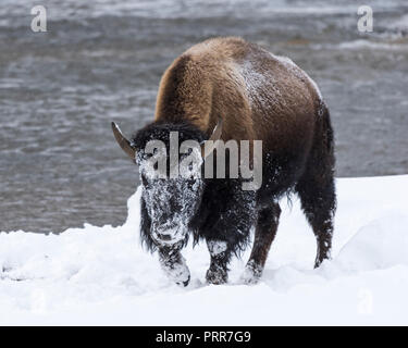 Bisons (Bison Bison) gemeinhin als Buffalo im Yellowstone Nationalpark, WY, USA den brutalen Winter zu überleben. Stockfoto