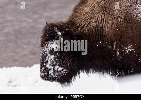 Bisons (Bison Bison) gemeinhin als Buffalo im Yellowstone Nationalpark, WY, USA den brutalen Winter zu überleben. Stockfoto