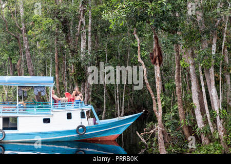 Touristen bestaunen ein Orang-utan (Pongo pygmaeus), hängen von den Bäumen, Camp Leakey dock, Borneo, Indonesien. Stockfoto