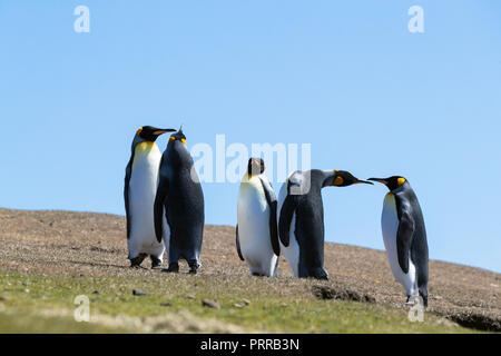 Nach König Pinguine Aptenodytes patagonicus, auf den Grashängen von Saunders Island, Falkland Inseln Stockfoto
