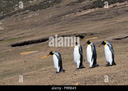 Erwachsene Königspinguine (Aptenodytes patagonicus), zurück zum Meer Position, Saunders Island, Falkland Inseln Stockfoto