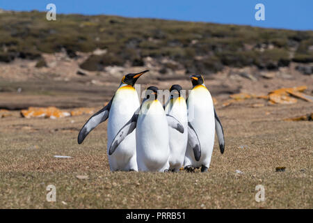 König Pinguine Aptenodytes patagonicus, Saunders Island, Falkland Inseln Stockfoto