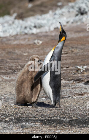 Nach König Pinguine Aptenodytes patagonicus, mit Okkum junge Küken auf Saunders Island, Falkland Inseln Stockfoto