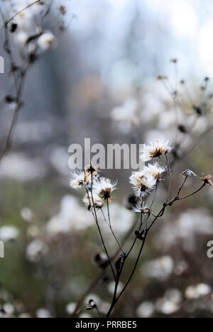 Eine Gruppe von flauschigen weißen tot und trockene wilde Blumen auf einen Stiel, im Herbst, QC, Kanada, Blau, Grau, Weiss und Grün blurry und hellen Hintergrund Stockfoto